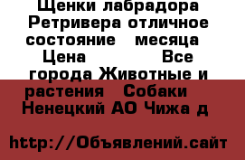 Щенки лабрадора Ретривера отличное состояние 2 месяца › Цена ­ 30 000 - Все города Животные и растения » Собаки   . Ненецкий АО,Чижа д.